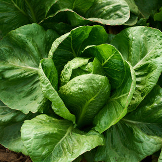 Bloom's Collards Box