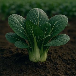 pak choi